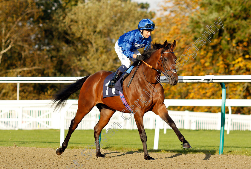 Night-Of-Luxury-0001 
 NIGHT OF LUXURY (Silvestre De Sousa)
Lingfield 28 Oct 2021 - Pic Steven Cargill / Raingfotos.com