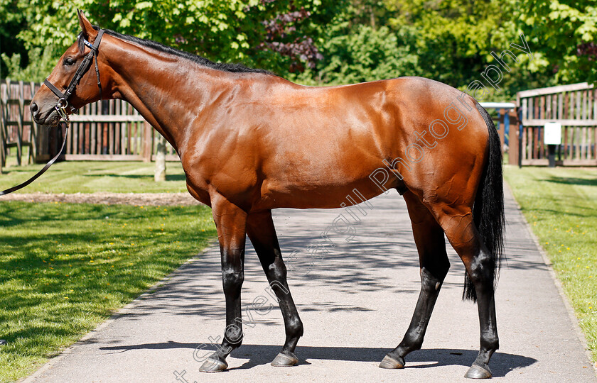 Elyaasaat-0003 
 ELYAASAAT Shadwell Stud 8 May 2018 - Pic Steven Cargill / Racingfotos.com