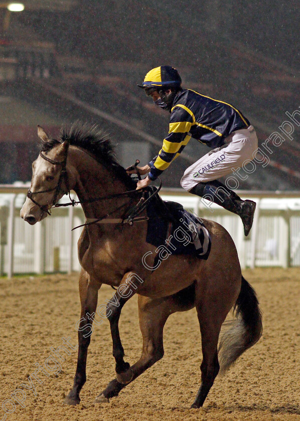 Senorita-Eva-Rose-0002 
 SENORITA EVA ROSE unseats Darragh Keenan on the way to the start at Wolverhampton
4 Jan 2021 - Pic Steven Cargill / Racingfotos.com