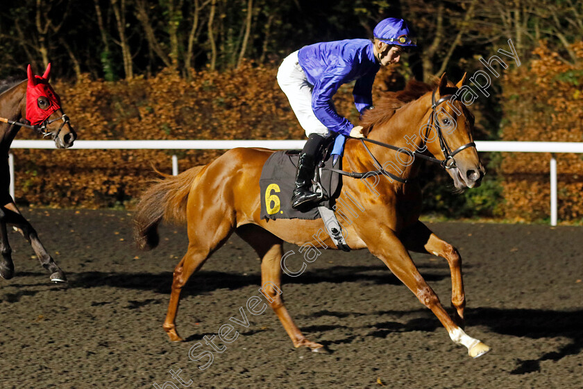 King s-Norton-0001 
 KING'S NORTON (Harry Davies)
Kempton 4 Dec 2024 - Pic Steven Cargill / Racingfotos.com