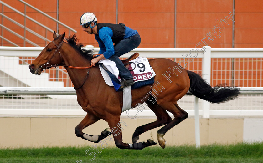 Sober-0001 
 SOBER training for The Dubai Gold Cup
Meydan Dubai 26 Mar 2024 - Pic Steven Cargill / Racingfotos.com