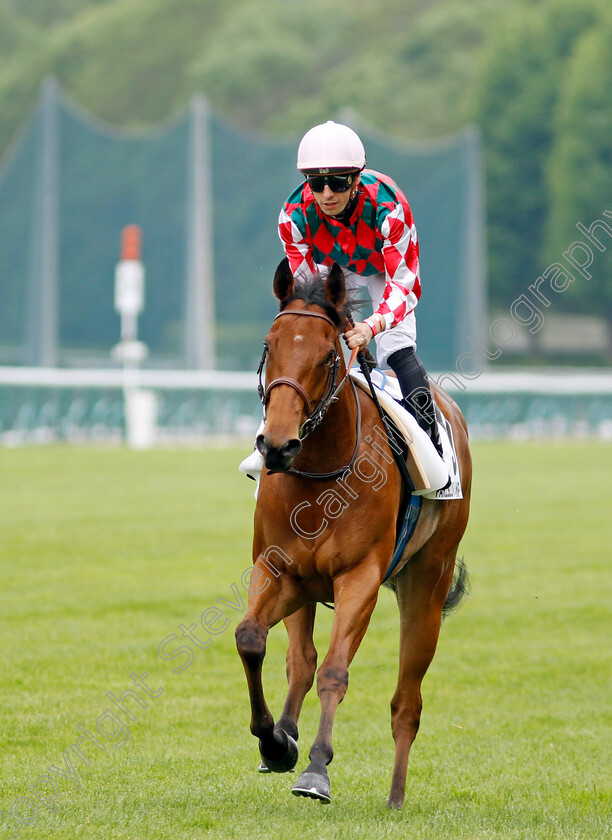 Maywe-0007 
 MAYWE (Cristian Demuro) winner of The Prix de Mogador
Longchamp 12 May 2024 - Pic Steven Cargill / Racingfotos.com