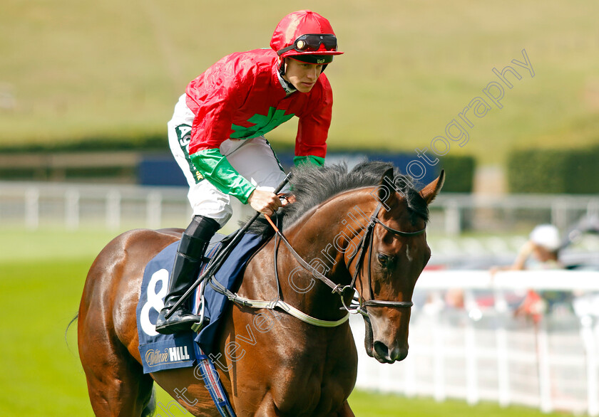 Mottisfont-0001 
 MOTTISFONT (George Rooke)
Goodwood 27 Aug 2022 - Pic Steven Cargill / Racingfotos.com