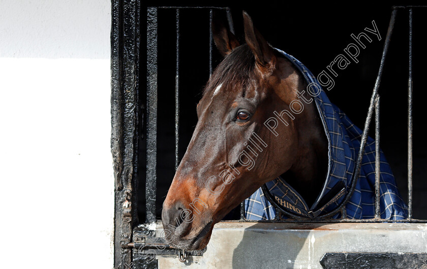 Might-Bite-0007 
 MIGHT BITE at the stables of Nicky Henderson, Lambourn 6 Feb 2018 - Pic Steven Cargill / Racingfotos.com