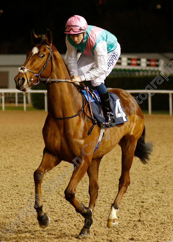 Clerisy-0001 
 CLERISY (David Probert)
Wolverhampton 10 Dec 2018 - Pic Steven Cargill / Racingfotos.com