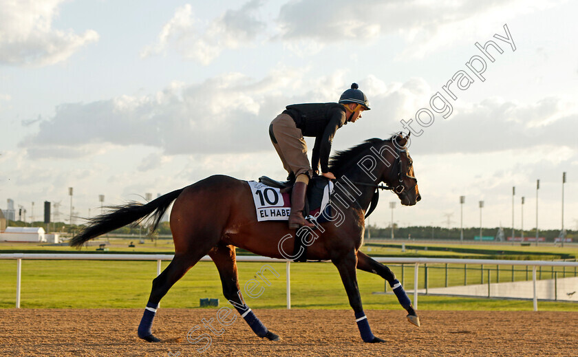 El-Habeeb-0002 
 EL HABEEB training for the Dubai Gold Cup
Meydan, Dubai, 23 Mar 2023 - Pic Steven Cargill / Racingfotos.com