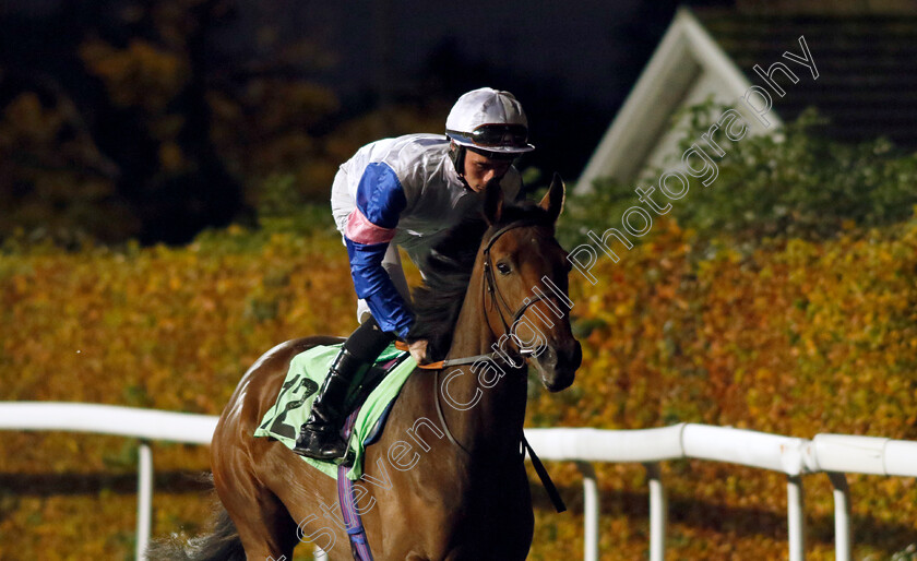 Seek-And-Destroy-0001 
 SEEK AND DESTROY (Rossa Ryan)
Kempton 15 Nov 2023 - Pic Steven Cargill / Racingfotos.com