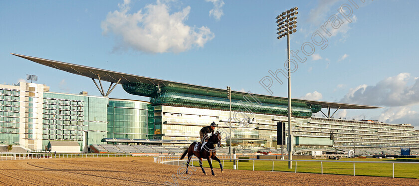 El-Habeeb-0001 
 EL HABEEB training for the Dubai Gold Cup
Meydan, Dubai, 23 Mar 2023 - Pic Steven Cargill / Racingfotos.com