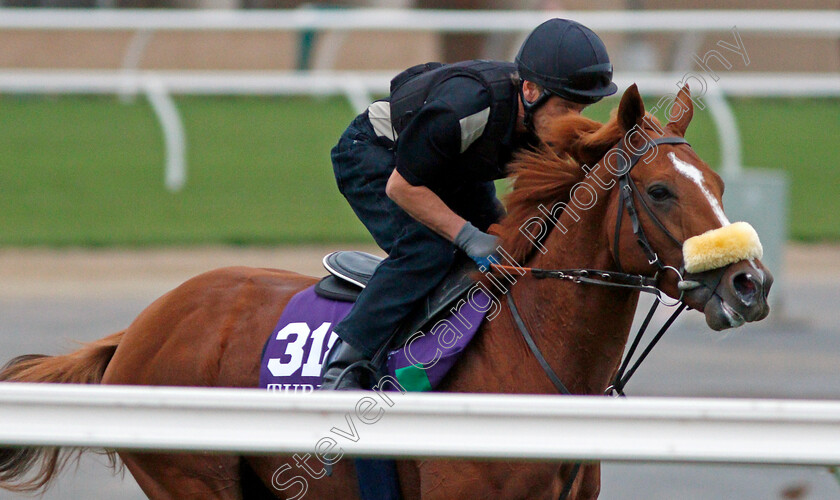 Ulysses-0004 
 ULYSSES training for The Breeders' Cup Turf at Del Mar USA, 1 Nov 2017 - Pic Steven Cargill / Racingfotos.com