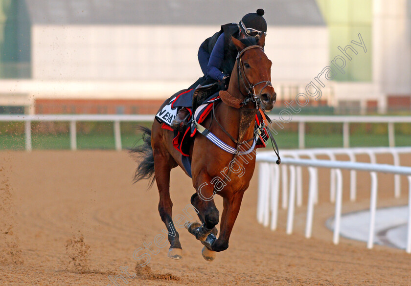 Enemy-0001 
 ENEMY exercising for trainer Ian Williams
Meydan, Dubai, 3 Feb 2022 - Pic Steven Cargill / Racingfotos.com