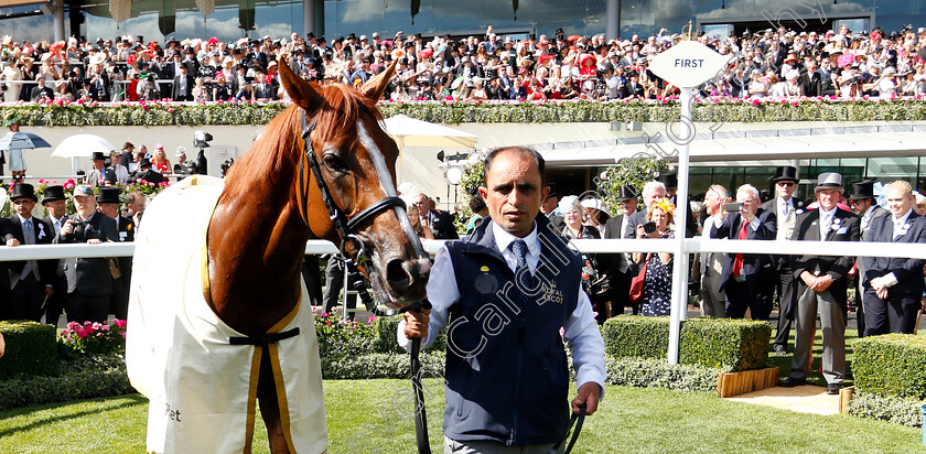 Stradivarius-0020 
 STRADIVARIUS after The Gold Cup
Royal Ascot 21 Jun 2018 - Pic Steven Cargill / Racingfotos.com