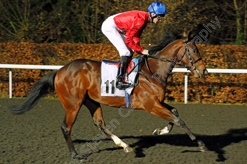 Stealth-0001 
 STEALTH (Robert Havlin) Kempton 20 Dec 2017 - Pic Steven Cargill / Racingfotos.com