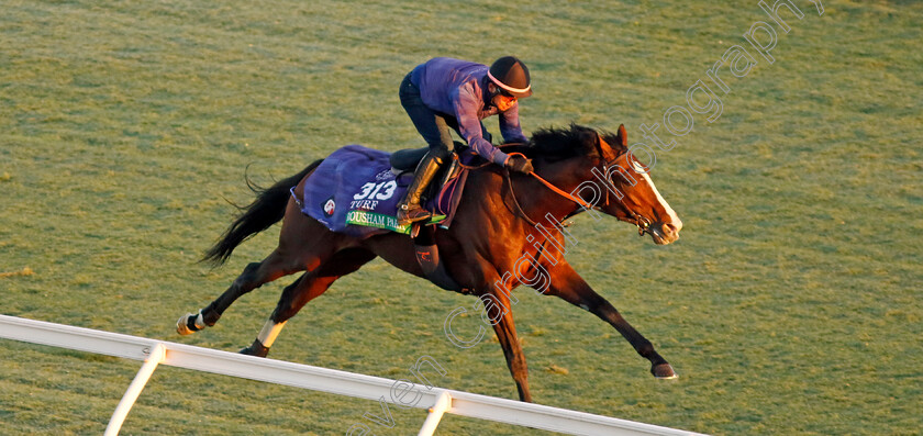 Rousham-Park-0002 
 ROUSHAM PARK training for the Breeders' Cup Turf
Del Mar USA 30 Oct 2024 - Pic Steven Cargill / Racingfotos.com