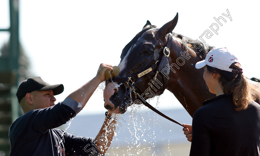 War-Of-Will-0017 
 WAR OF WILL recieves a bath after exercising in preparation for the Preakness Stakes
Pimlico, Baltimore USA, 15 May 2019 - Pic Steven Cargill / Racingfotos.com