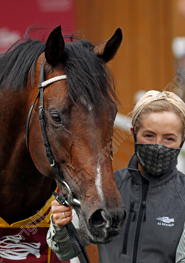 Palace-Pier-0013 
 PALACE PIER after The Al Shaqab Lockinge Stakes
Newbury 15 May 2021 - Pic Steven Cargill / Racingfotos.com