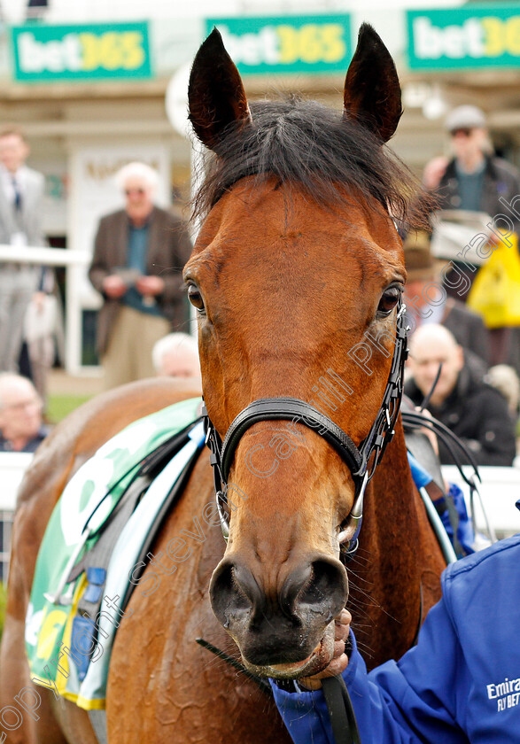 Master-Of-The-Seas-0006 
 MASTER OF THE SEAS winner of The bet365 Earl Of Sefton Stakes
Newmarket 12 Apr 2022 - Pic Steven Cargill / Racingfotos.com