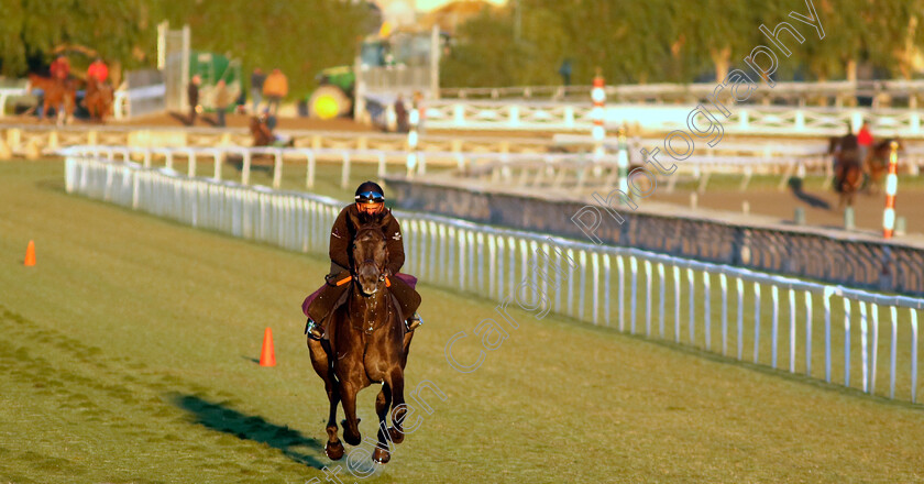 King-Of-Steel-0004 
 KING OF STEEL training for The Breeders' Cup Turf
Santa Anita 2 Nov 2023 - Pic Steven Cargill / Racingfotos.com