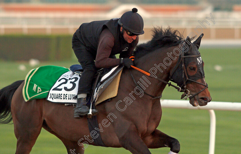 Square-De-Luynes-0003 
 SQUARE DE LUYNES exercising for trainer Niels Petersen
Meydan, Dubai, 3 Feb 2022 - Pic Steven Cargill / Racingfotos.com