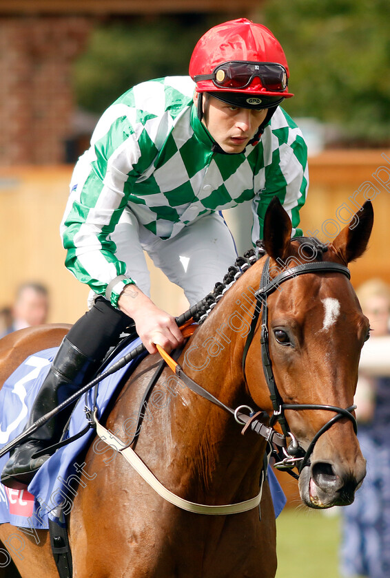 Scriptwriter-0001 
 SCRIPTWRITER (Clifford Lee)
York 26 Aug 2023 - Pic Steven Cargill / Racingfotos.com