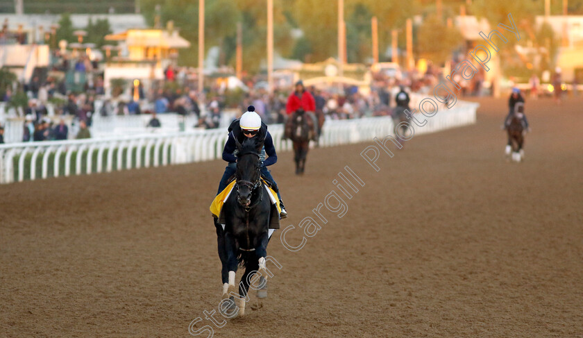 Zandon-0001 
 ZANDON training for The Breeders' Cup Classic
Santa Anita 2 Nov 2023 - Pic Steven Cargill / Racingfotos.com