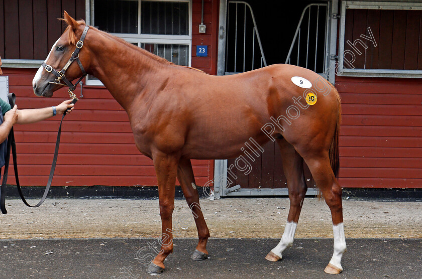 Lot-0009-colt-by-Mayson-ex-La-Fortunata-£25000-0001 
 3rd top lot; Lot 009 colt by Mayson ex La Fortunata, after selling for £25000 at Ascot Yearling Sale 12 Sep 2017 - Pic Steven Cargill / Racingfotos.com