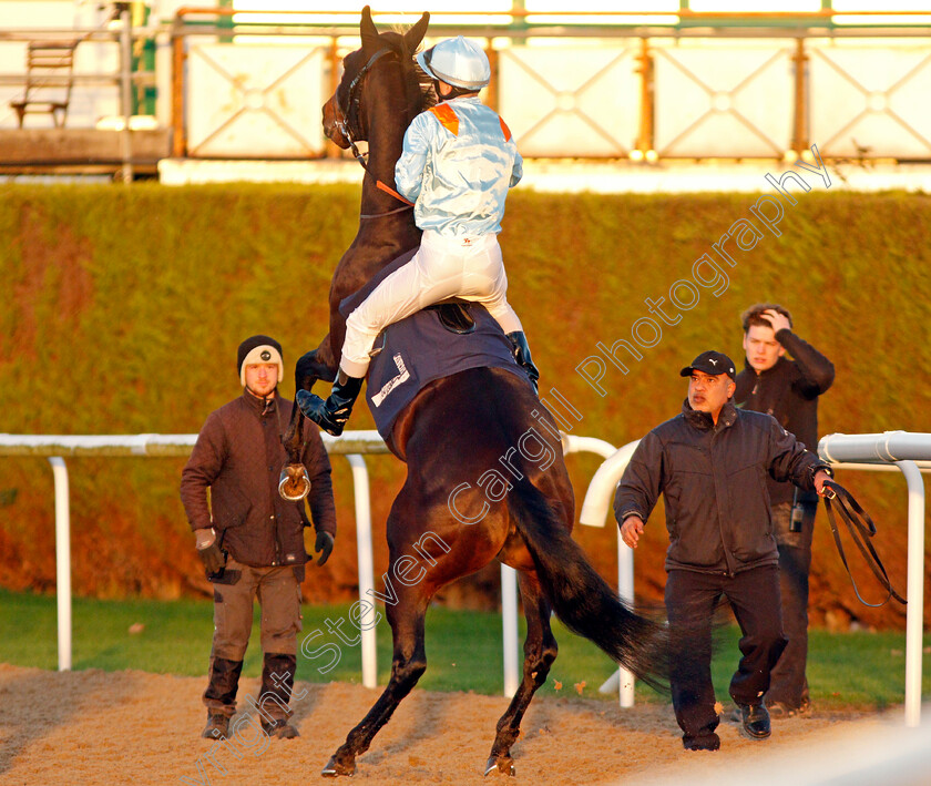 No-Nay-Bella-0001 
 NO NAY BELLA (Stefano Cherchi) plays up on the way to the start before finishing unplaced
Wolverhampton 3 Jan 2020 - Pic Steven Cargill / Racingfotos.com