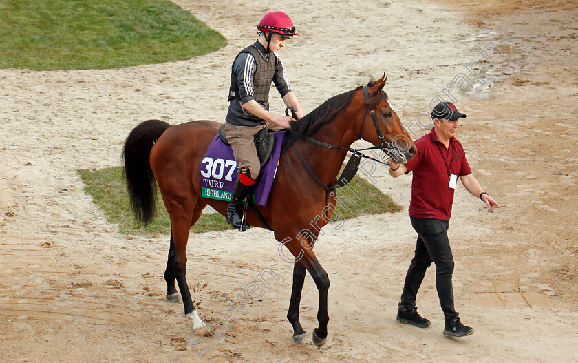 Highland-Reel-0002 
 HIGHLAND REEL training for The Breeders' Cup Turf at Del Mar 2 Nov 2017 - Pic Steven Cargill / Racingfotos.com