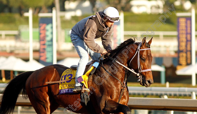 Senor-Buscador-0001 
 SENOR BUSCADOR training for The Breeders' Cup Classic
Santa Anita USA, 30 Oct 2023 - Pic Steven Cargill / Racingfotos.com