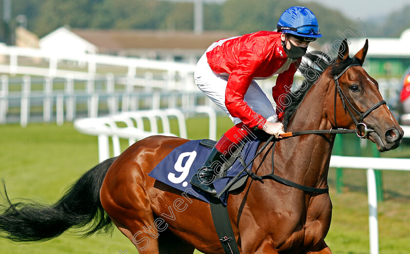 Progressive-0001 
 PROGRESSIVE (David Egan)
Yarmouth 15 Sep 2020 - Pic Steven Cargill / Racingfotos.com