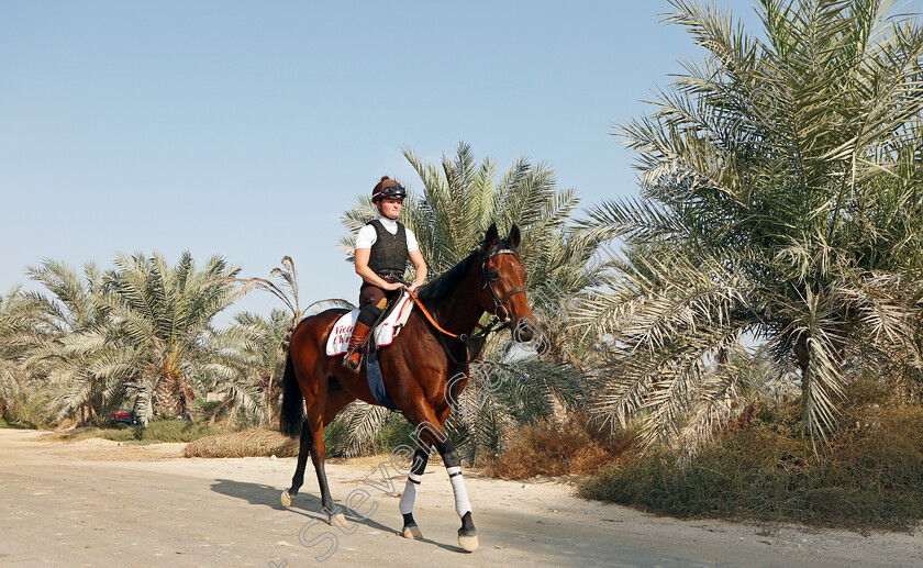 Victory-Chime-0007 
 VICTORY CHIME exercising in preparation for Friday's Bahrain International Trophy
Sakhir Racecourse, Bahrain 16 Nov 2021 - Pic Steven Cargill / Racingfotos.com