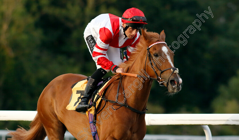 Dunes-Song-0002 
 DUNES SONG (Trevor Whelan)
Kempton 16 Jul 2024 - Pic Steven Cargill / Racingfotos.com