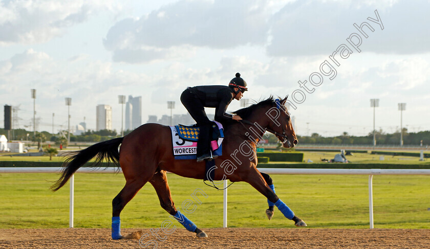 Worcester-0002 
 WORCESTER training for the UAE Derby
Meydan, Dubai, 23 Mar 2023 - Pic Steven Cargill / Racingfotos.com