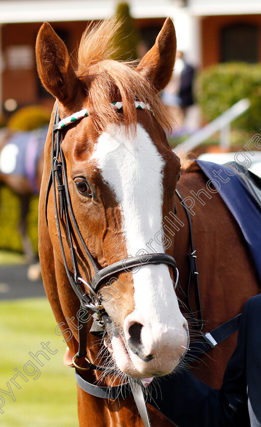 Herculean-0002 
 HERCULEAN
Newmarket 18 May 2018 - Pic Steven Cargill / Racingfotos.com