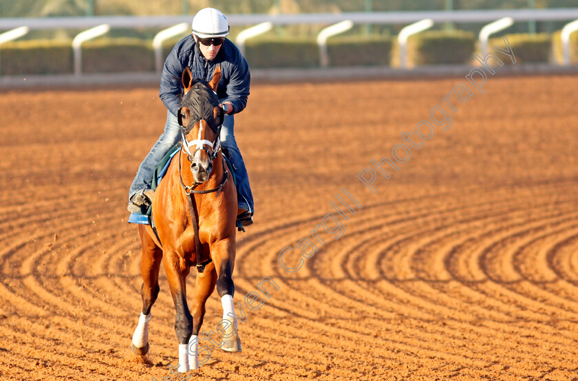 Mandaloun-0008 
 MANDALOUN training for the Saudi Cup
King Abdulaziz Racetrack, Riyadh, Saudi Arabia 22 Feb 2022 - Pic Steven Cargill / Racingfotos.com