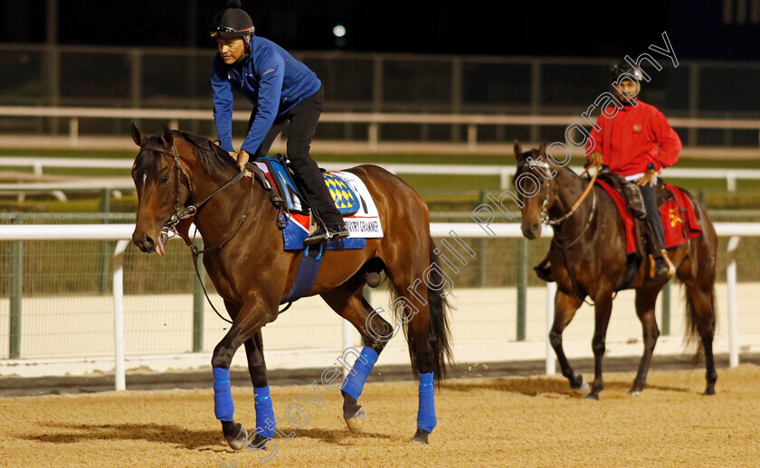 Country-Grammer-0001 
 COUNTRY GRAMMER training for the Dubai World Cup
Meydan, Dubai, 23 Mar 2023 - Pic Steven Cargill / Racingfotos.com