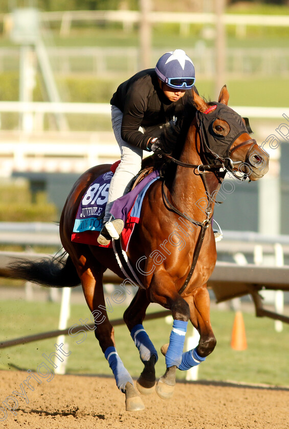 Tok-Tok-0001 
 TOK TOK training for The Breeders' Cup Juvenile Turf
Santa Anita USA, 30 October 2023 - Pic Steven Cargill / Racingfotos.com