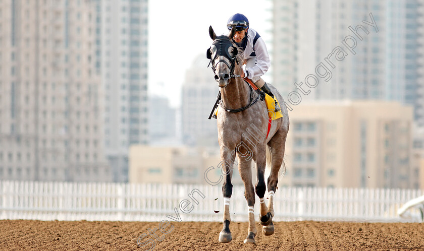 Chiefdom-0013 
 CHIEFDOM (Royston Ffrench) after The Jebel Ali Mile
Jebel Ali 24 Jan 2020 - Pic Steven Cargill / Racingfotos.com