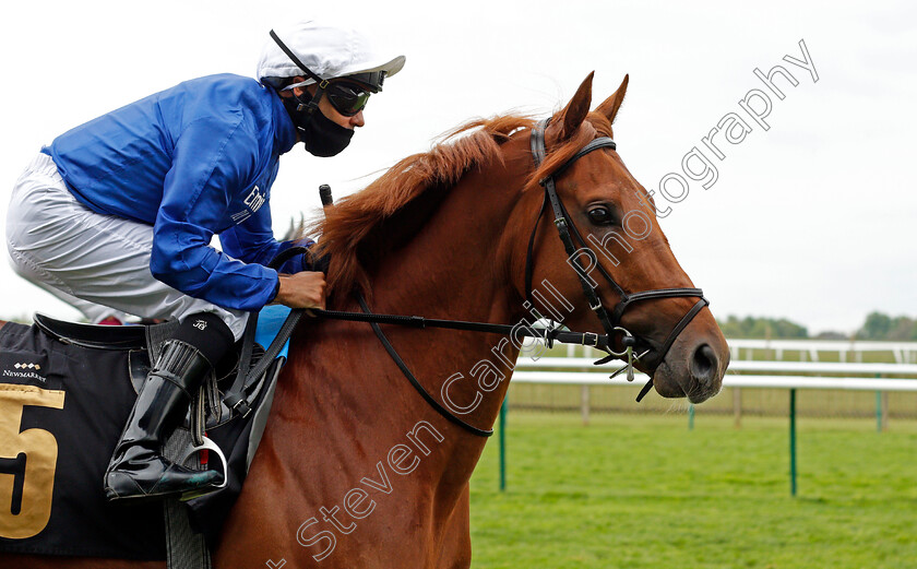 Desert-Wisdom-0001 
 DESERT WISDOM (Royston Ffrench)
Newmarket 14 May 2021 - Pic Steven Cargill / Racingfotos.com