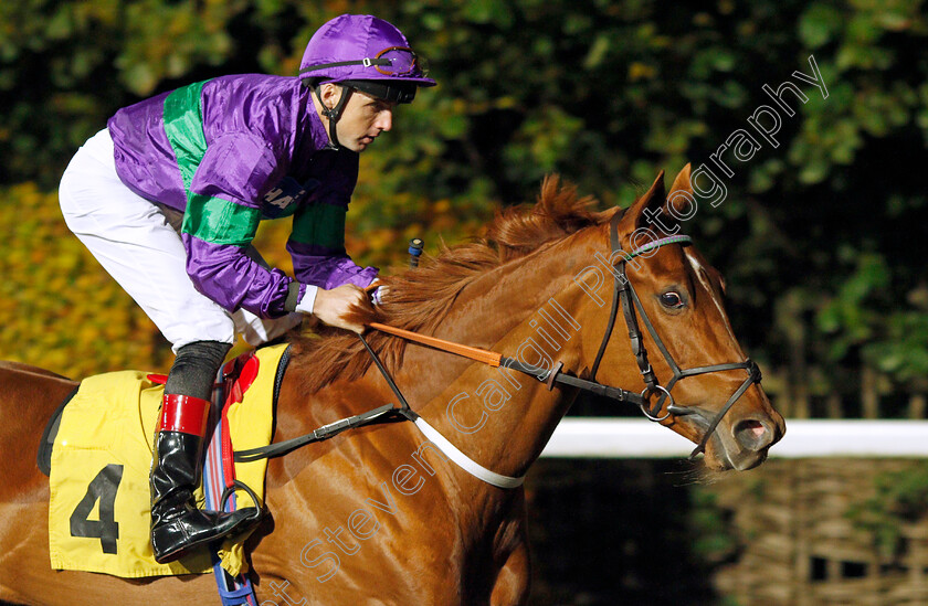 Heroic-Holly 
 HEROIC HOLLY (Martin Harley)
Kempton 10 Nov 2021 - Pic Steven Cargill / Racingfotos.com