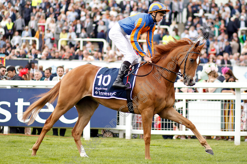 Peach-Tree-0002 
 PEACH TREE (Donnacha O'Brien)
Epsom 31 May 2019 - Pic Steven Cargill / Racingfotos.com