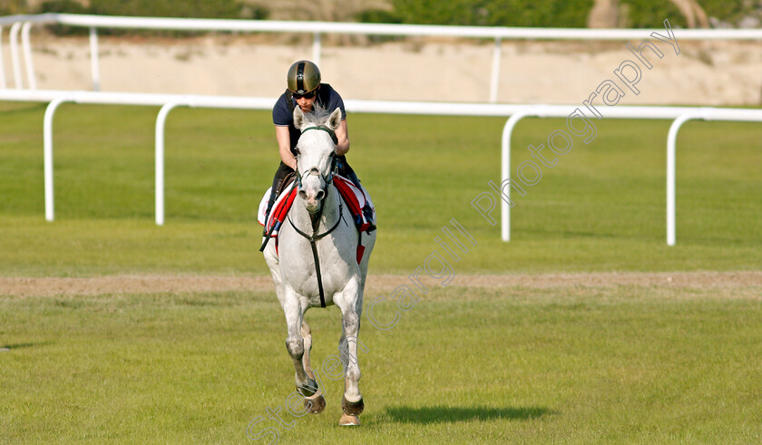 Lord-Glitters-0004 
 LORD GLITTERS exercising in preparation for Friday's Bahrain International Trophy
Sakhir Racecourse, Bahrain 18 Nov 2021 - Pic Steven Cargill / Racingfotos.com