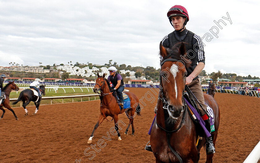 Highland-Reel-0004 
 HIGHLAND REEL training for The Breeders' Cup Turf at Del Mar 2 Nov 2017 - Pic Steven Cargill / Racingfotos.com