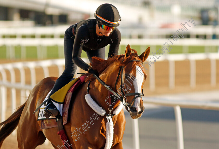 Sibelius-0001 
 SIBELIUS training for The Golden Shaheen
Meydan, Dubai, 22 Mar 2023 - Pic Steven Cargill / Racingfotos.com