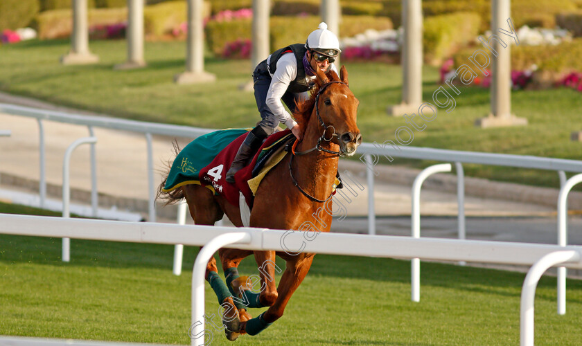 Skazino-0001 
 SKAZINO training for the Turf Handicap
King Abdulaziz Racetrack, Riyadh, Saudi Arabia 24 Feb 2022 - Pic Steven Cargill / Racingfotos.com