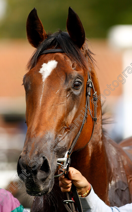 Nostrum-0012 
 NOSTRUM winner of The Tattersalls Stakes
Newmarket 22 Sep 2022 - Pic Steven Cargill / Racingfotos.com