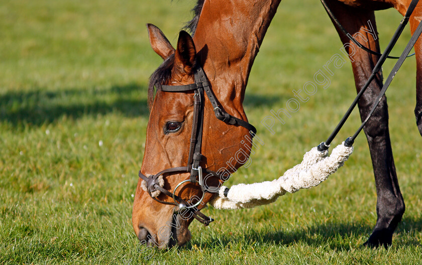 Honeysuckle-0014 
 HONEYSUCKLE after exercise on the eve of the Cheltenham Festival
Cheltenham 14 Mar 2022 - Pic Steven Cargill / Racingfotos.com