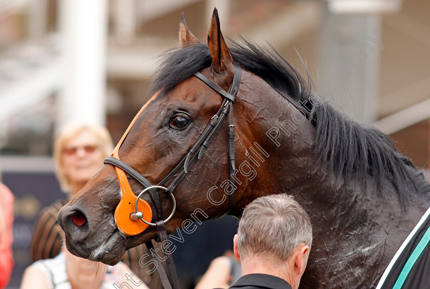 Positive-0012 
 POSITIVE after The Betway Solario Stakes
Sandown 31 Aug 2019 - Pic Steven Cargill / Racingfotos.com