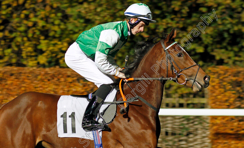 Cinnabar-0001 
 CINNABAR (Thomas Greatrex)
Kempton 20 Nov 2019 - Pic Steven Cargill / Racingfotos.com