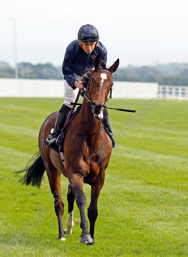 Ylang-Ylang-0001 
 YLANG YLANG (Ryan Moore)
The Curragh 10 Sep 2023 - Pic Steven Cargill / Racingfotos.com