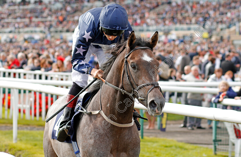 Island-Sound-0001 
 ISLAND SOUND (George Wood) Doncaster 16 Sep 2017 - Pic Steven Cargill / Racingfotos.com